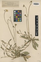 Type of Hieracium leptoclados Nägeli & Peter f. pilosum [family ASTERACEAE]