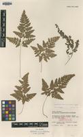 Isotype of Hypodematium fauriei (Kodama) Tagawa f. glanduloso-pilosum [family DRYOPTERIDACEAE]