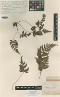 Type of Aspidium cavalerii Christ [family DRYOPTERIDACEAE]