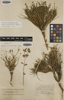 Syntype of Erinacea Boiss. & Kotschy [family EUPHORBIACEAE]