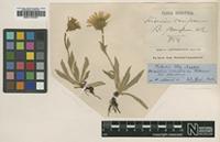 Type? of Hieracium criniferum Vuk. [family ASTERACEAE]