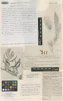 Type of Nephrodium laetum Kom. [family DRYOPTERIDACEAE]