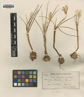 Type? of Crocus marathonisius Heldr. [family IRIDACEAE]