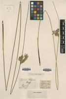 Type of Juncus juncus inflexus x effusus = j. x diffusus Hoppe [family JUNCACEAE]