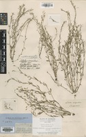 Type of Lobelia dioica R.Br. [family CAMPANULACEAE]