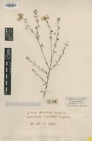 Type of Linum anglicum Mill. [family LINACEAE]