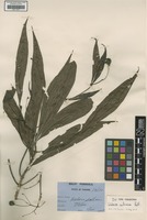 Isotype of Webera salicina Ridl. [family RUBIACEAE]