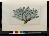 Dactylopsis digitata (Aiton) N.E. Br., from South Africa