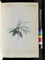 Clethra arborea Soland., from Madeira
