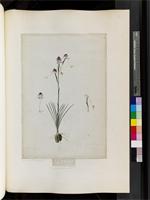 Disa spathulata (Thunb.) Sw., from South Africa