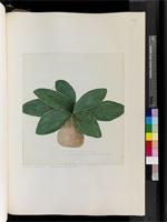 Water-color drawings of Plants from South Africa, Canaries, Azores, West Indies, Francis Masson collection