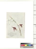 Pararistolochia tribrachiata (S. Moore) Hutch. & Dalziel, from Nigeria