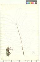 Carapa Aubl., species from Nigeria