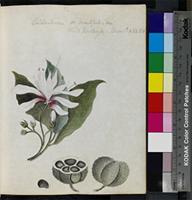 Calodendron capense (L.f.) Thunb. from South Africa