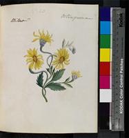 Chrysanthemoides monilifera (L.) Norl. from South Africa