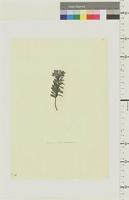 Veronica elliptica