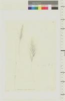 Anthoxanthum crinitum