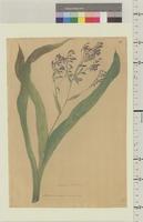 Anthericum cirratum