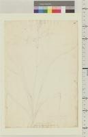 Anthericum adenanthera