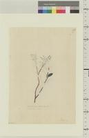Andromeda rupestris