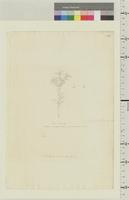 Arbutus mucronatus