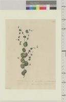 Antirrhinum elegans