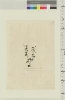 Antirrhinum hexandrum