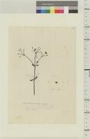 Antirrhinum umbellatum