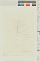 Glochidion ramiflorum
