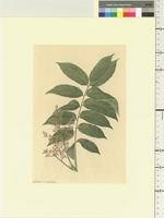 Averrhoa  carambola