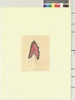 Arum italicum