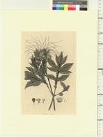Tacca leontopetaloides