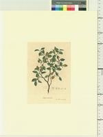 Nothofagus antarctica