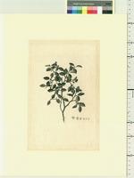 Nothofagus antarctica