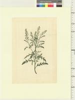 Rorippa palustris
