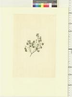 Geranium potentilloides