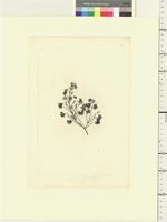 Geranium potentilloides