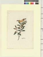 Hibbertia banksii