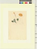 Abutilon albescens