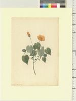 Abutilon albescens