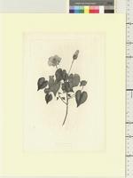 Abutilon albescens