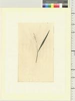 Acacia longifolia