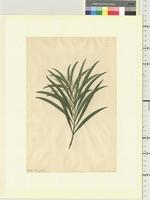 Acacia longifolia