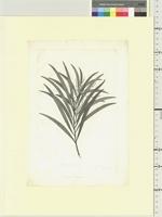 Acacia longifolia