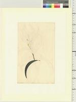 Acacia leiocalyx