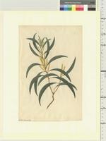 Acacia leiocalyx