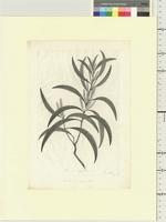 Acacia leiocalyx