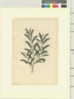 Acacia calyculata