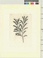 Acacia calyculata