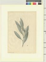 Acacia holosericea